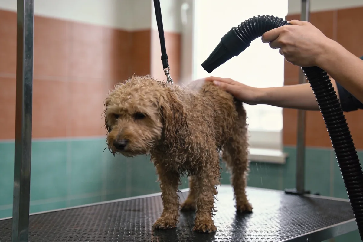 A groomer drying a damp curly-coated dog with a pet dryer hose aimed at its back, one hand resting on the dog as it stands on a non-slip table